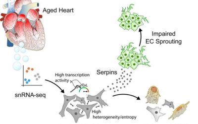 Transcriptional heterogeneity of fibroblasts is a hallmark