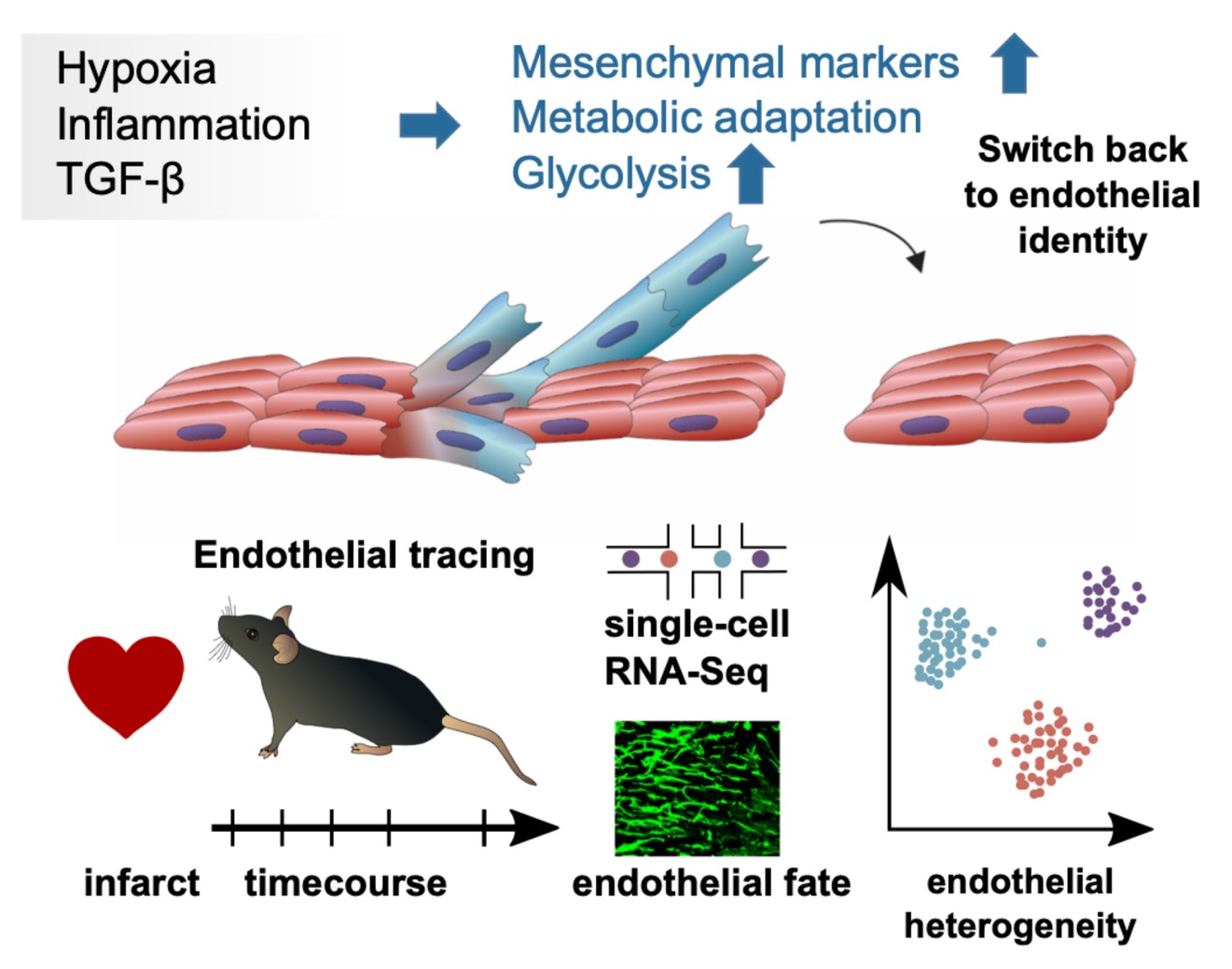 Nature Communications: Endothelial cells show transient mesenchymal phenotype after infarct