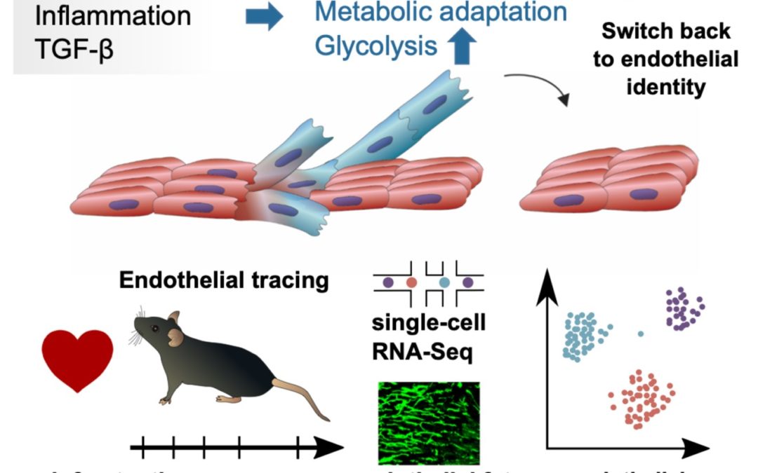 Endothelial cells show transient mesenchymal phenotype after infarct