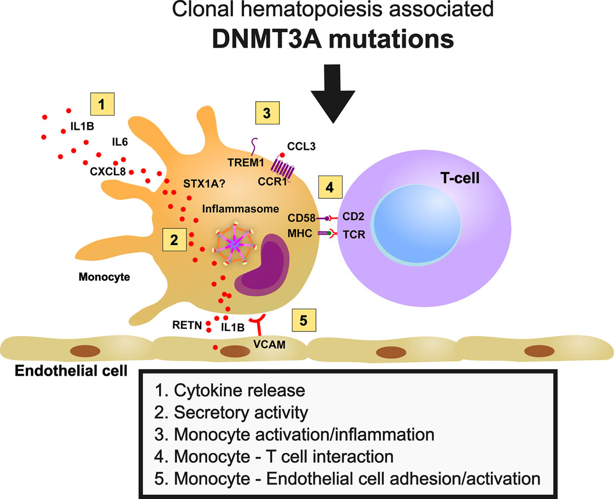 circresaha.120.317104.fig06 Nature Communications: Endothelial cells show transient mesenchymal phenotype after infarct