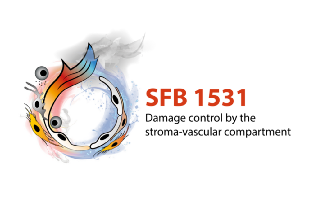 SFB 1531 “Damage control by the stroma vascular compartment”