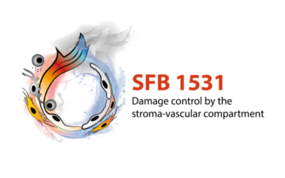 SFB 1531 “Damage control by the stroma vascular compartment”