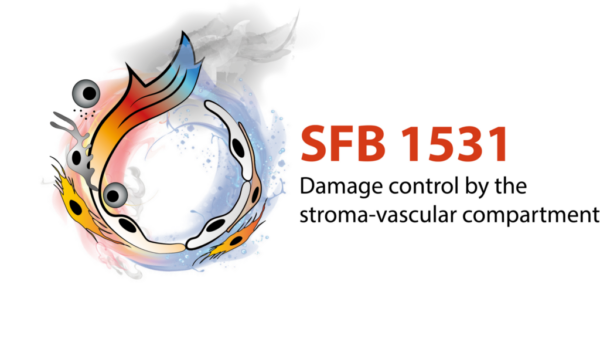 SFB-1531_klein-1024x583-1-600x342
