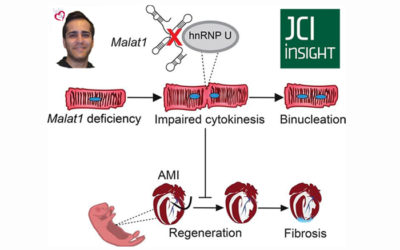 Malat1 deficiency prevents neonatal heart regeneration