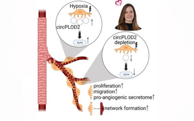 Circular RNA circPLOD2 regulates pericyte function