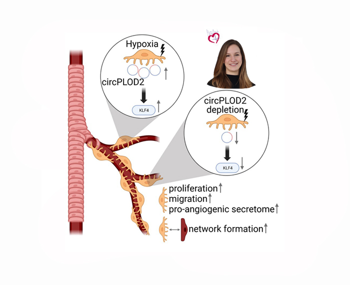 Circular RNA circPLOD2 regulates pericyte function