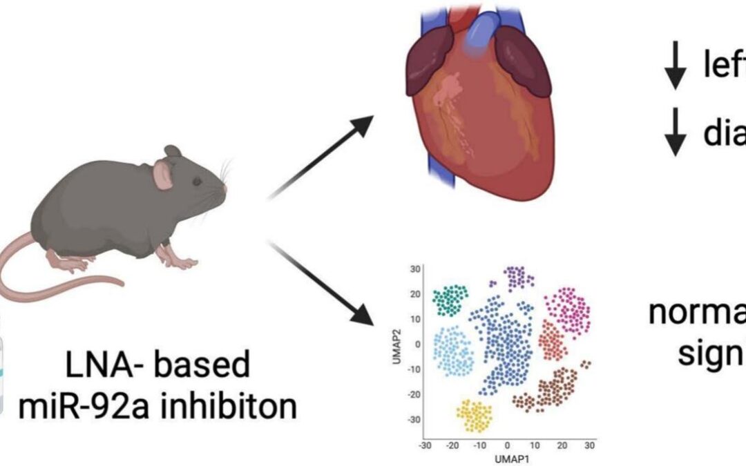 Find out how targeting mir92a or its downstream effectors may hold therapeutic potential in HFpEF