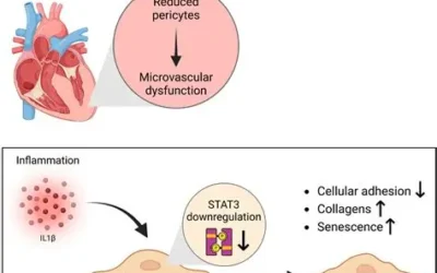 STAT3 is crucial for maintaining pericyte homeostasis