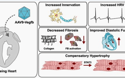 Beneficial effects of vascular endothelial growth factor B gene transfer in the aged heart