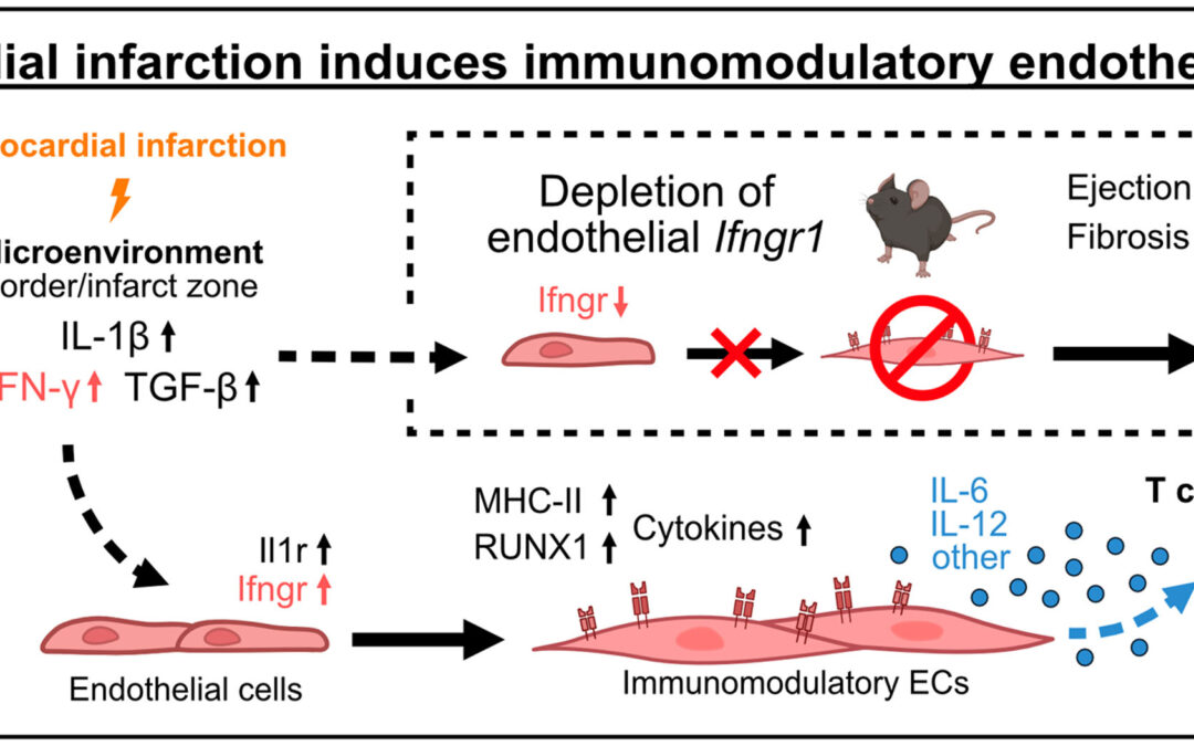 Myocardial infarction induces immunomodulatory endothelial cells