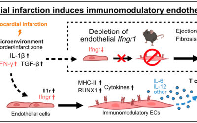 Myocardial infarction induces immunomodulatory endothelial cells