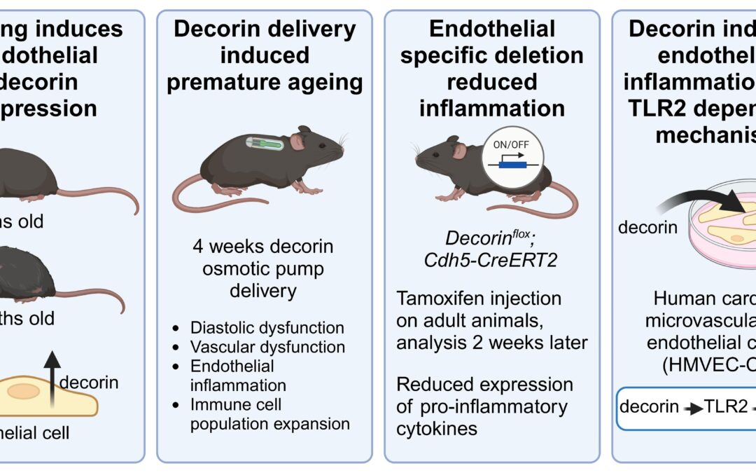 Decorin – a novel player in cardiovascular ageing