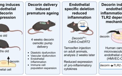 Decorin – a novel player in cardiovascular ageing